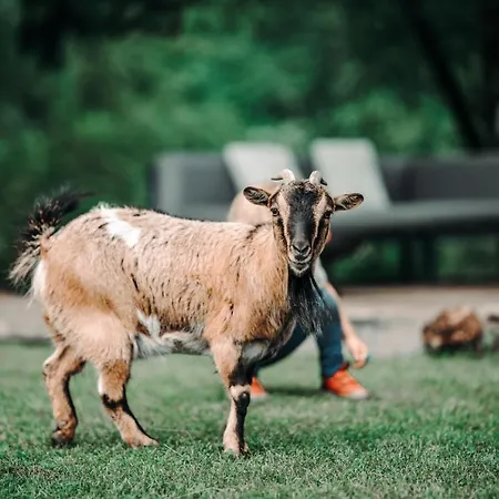 Goat's Paradise * Bohinj