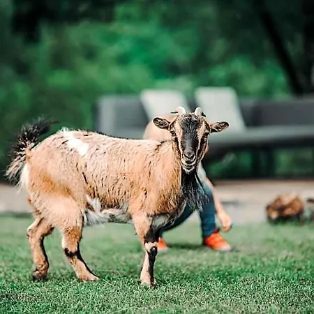 Goat's Paradise Bohinj