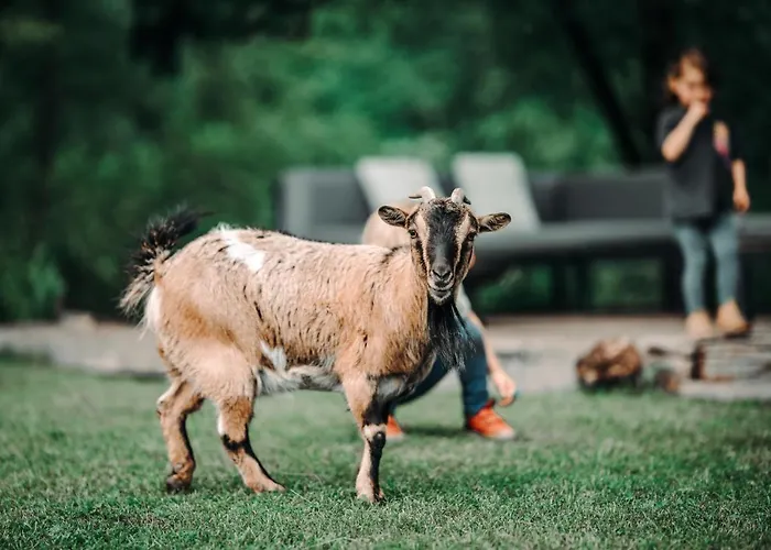 Goat's Paradise * 博希尼